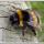 Bumblebees vs. Honeybees: Whats the difference?